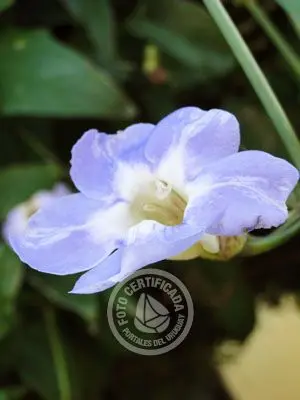 Cabana La Cabaña Colonia