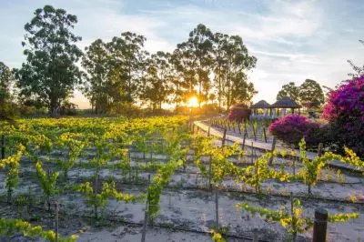 Resort Carmelo Resort & Spa Carmelo