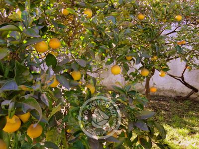 Hostel Carmelo Hostel Carmelo