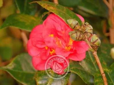 Hotel Charco Colonia