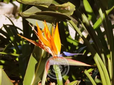 Hotel Charco Colonia