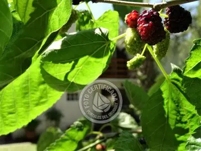 House Las Moras Colonia Beach resorts