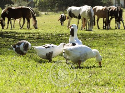 Hotel Nirvana - Apartamento Superior Nueva Helvecia