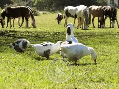 Hotel Nirvana - Hab. Doble Twin Superior Nueva Helvecia