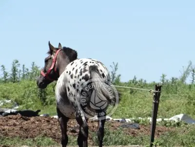 Restaurante Los tres botones Colonia Rural