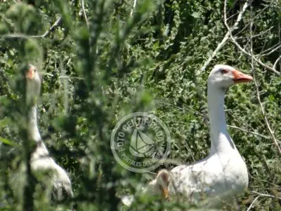 Restaurante Los tres botones Colonia Rural