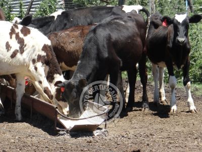 Restaurant Los tres botones Zonas rurais