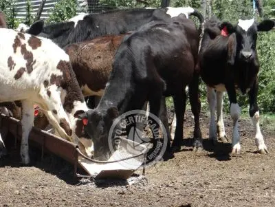 Restaurante Los tres botones Colonia Rural