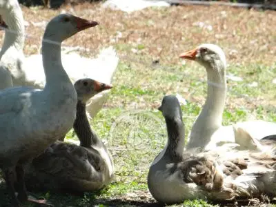 Restaurante Los tres botones Colonia Rural
