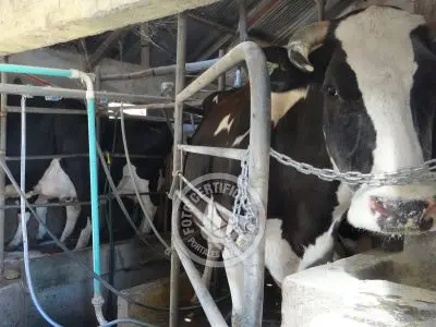 Restaurante Los tres botones Colonia Rural