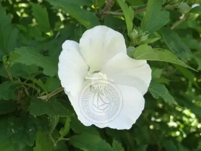 Restaurante Los tres botones Colonia Rural