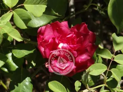 Restaurante Los tres botones Colonia Rural
