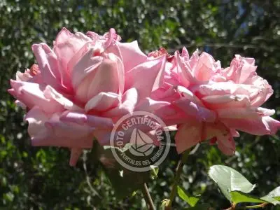 Restaurante Los tres botones Colonia Rural
