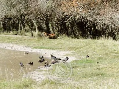 Passeio e Atividades Reserva de Fauna, Carmelo - Colonia Colonia