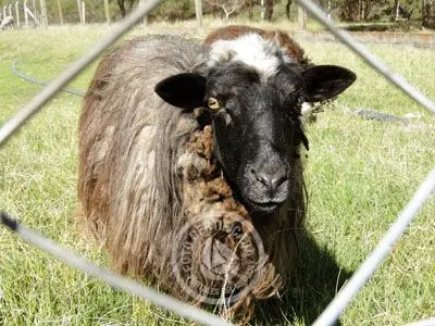 Passeio e Atividades Reserva de Fauna, Carmelo - Colonia Colonia