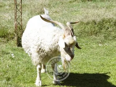 Passeio e Atividades Reserva de Fauna, Carmelo - Colonia Colonia