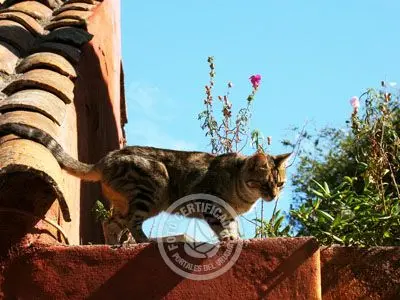 Outdoor activities La Calle de los Suspiros Colonia