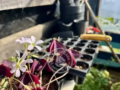 Inn Posada de las Noctilucas Cabo Polonio