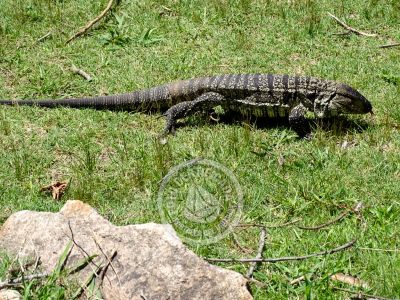 House Kaaguy Porá Villa Serrana