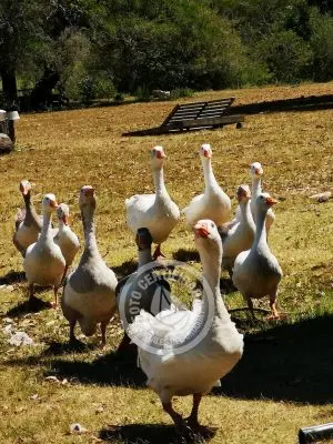 Villa Oriente Serrano Villa Serrana