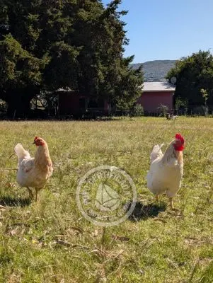 Villa Oriente Serrano Villa Serrana