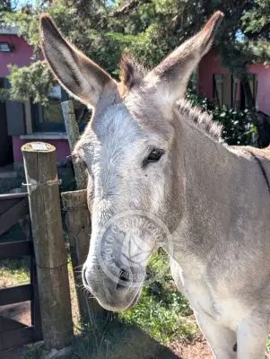 Villa Oriente Serrano Villa Serrana