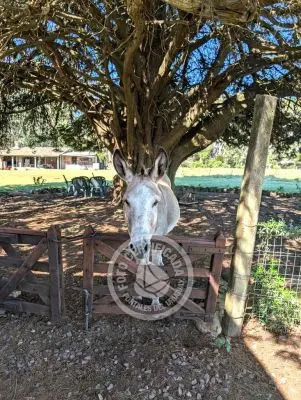 Villa Oriente Serrano Villa Serrana