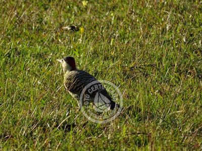 Meson de las Canas - Villa Serrana