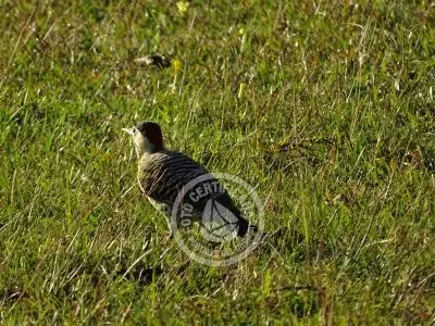 Meson de las Canas - Villa Serrana