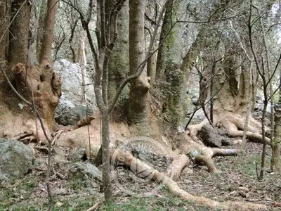 Passeio e Atividades Cerro Arequita - Bosque de Ombúes Villa Serrana