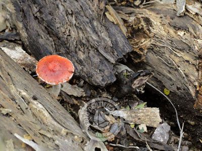 Outdoor activities Cerro Arequita - Bosque de Ombúes Villa Serrana