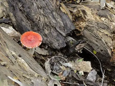 Passeio e Atividades Cerro Arequita - Bosque de Ombúes Villa Serrana
