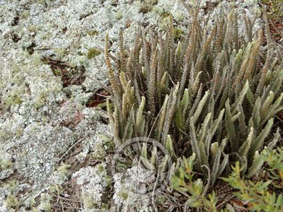 Outdoor activities Cerro Arequita - Bosque de Ombúes Villa Serrana