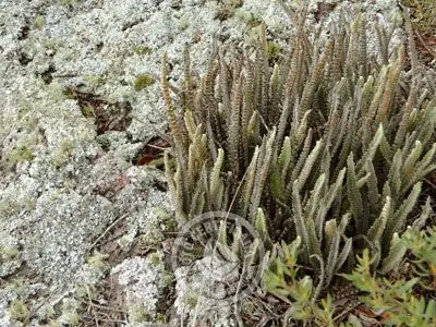 Passeio e Atividades Cerro Arequita - Bosque de Ombúes Villa Serrana