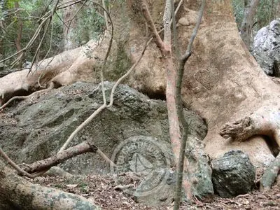 Passeio e Atividades Cerro Arequita - Bosque de Ombúes Villa Serrana
