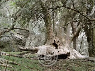 Passeio e Atividades Cerro Arequita - Bosque de Ombúes Villa Serrana