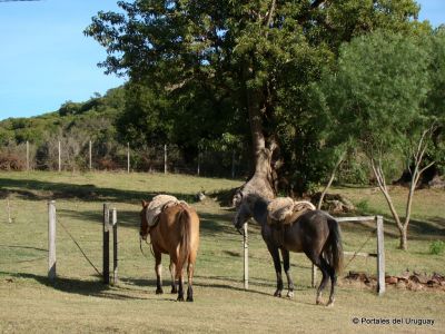 Paseos y Actividades Puente Colgante  Valle Edén