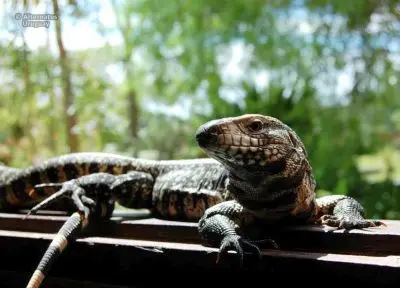 Outdoor activities Alternatus Uruguay - Criadero de reptiles Piriapolis