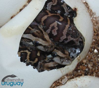 Paseos y Actividades Alternatus Uruguay - Criadero de reptiles Piriápolis