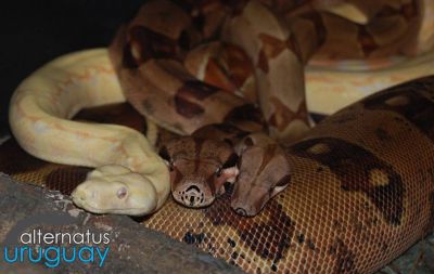 Paseos y Actividades Alternatus Uruguay - Criadero de reptiles Piriápolis