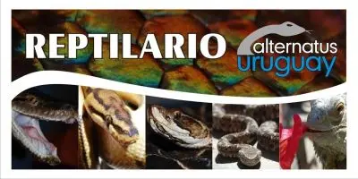 Alternatus Uruguay - Criadero de reptiles