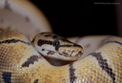 Paseos y Actividades Alternatus Uruguay - Criadero de reptiles Piriápolis