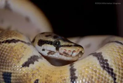 Outdoor activities Alternatus Uruguay - Criadero de reptiles Piriapolis