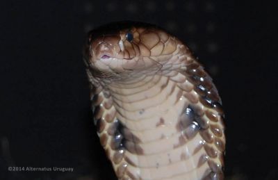 Paseos y Actividades Alternatus Uruguay - Criadero de reptiles Piriápolis