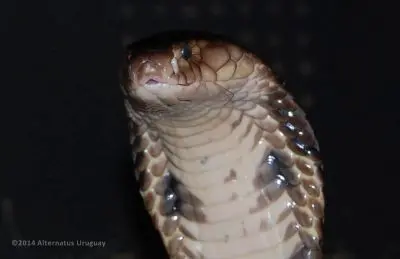 Outdoor activities Alternatus Uruguay - Criadero de reptiles Piriapolis