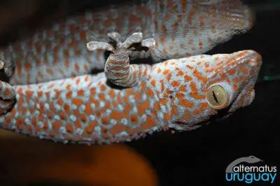 Outdoor activities Alternatus Uruguay - Criadero de reptiles Piriapolis