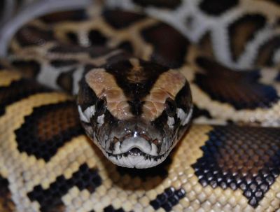 Paseos y Actividades Alternatus Uruguay - Criadero de reptiles Piriápolis