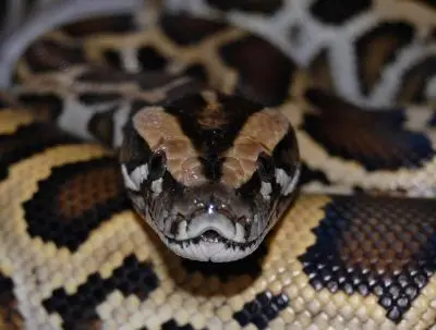 Outdoor activities Alternatus Uruguay - Criadero de reptiles Piriapolis