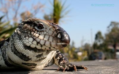 Paseos y Actividades Alternatus Uruguay - Criadero de reptiles Piriápolis
