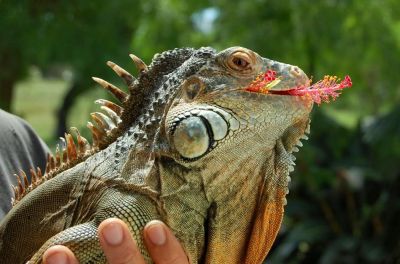 Paseos y Actividades Alternatus Uruguay - Criadero de reptiles Piriápolis